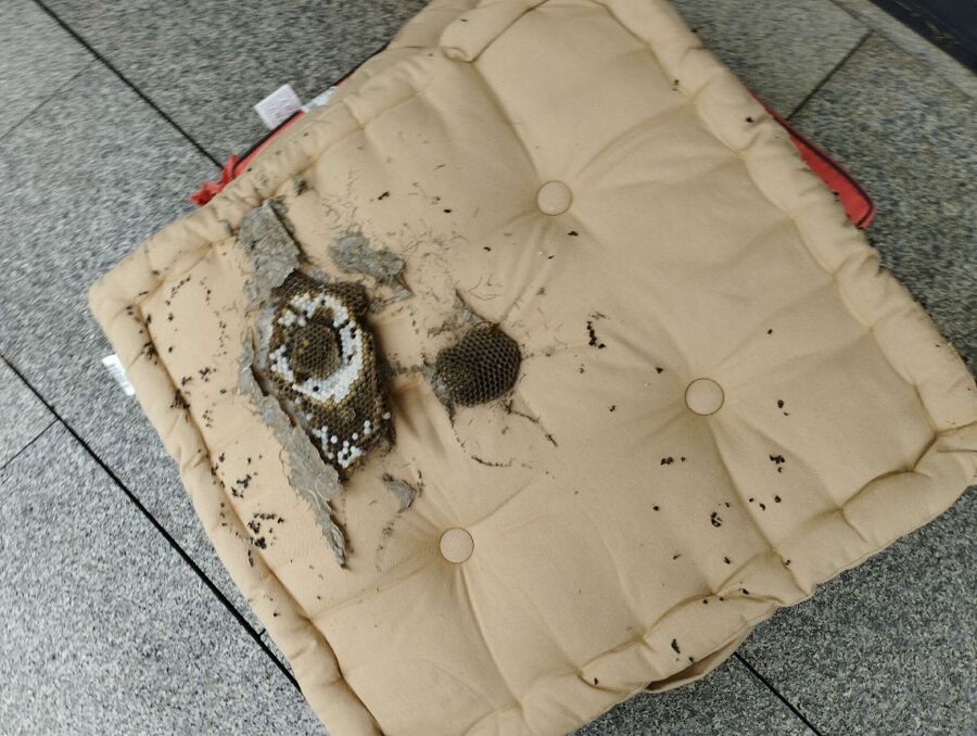 Relocate bees & remove bee nest