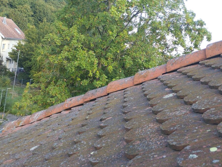 Bee nest at the house remove