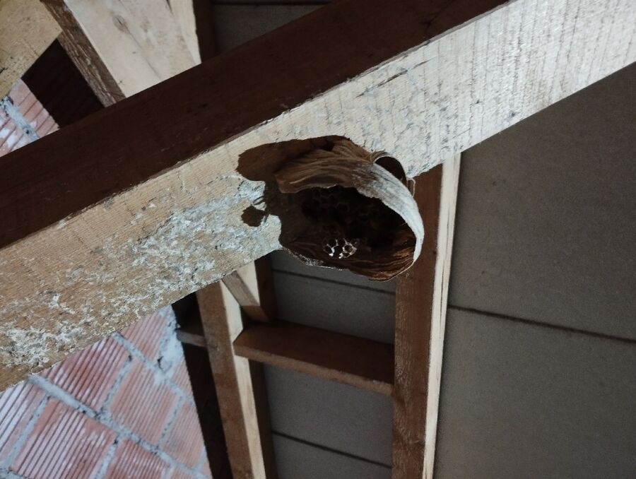 Bee nest at the house remove