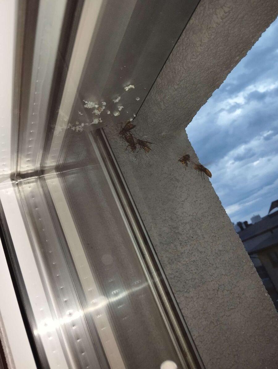 Bee nest at the house remove