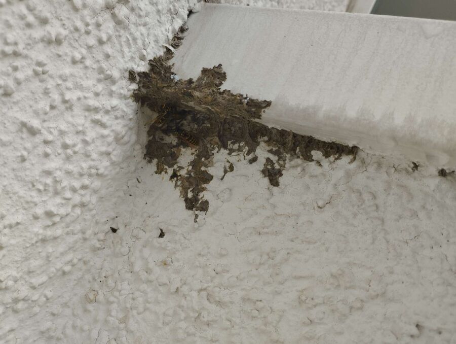 Relocate bees & remove bee nest