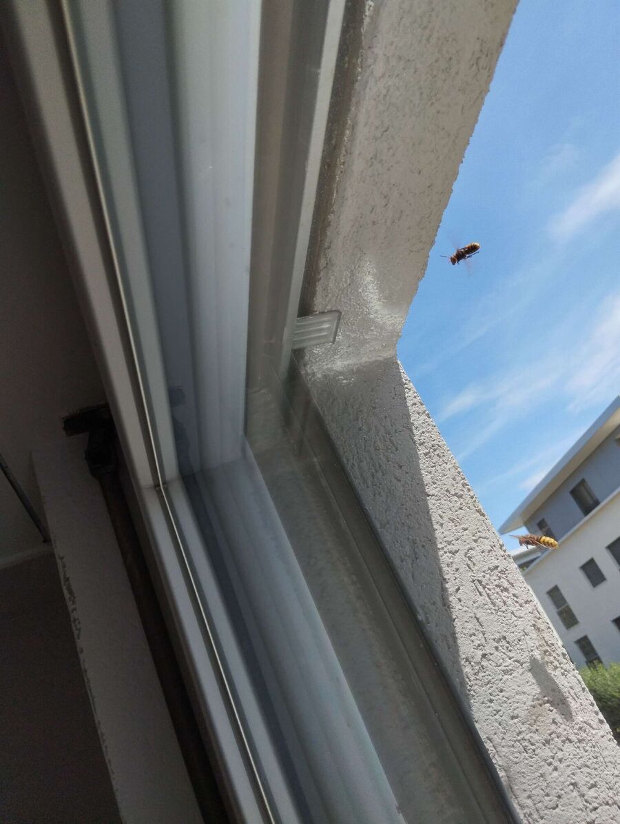 Relocate bees & remove bee nest