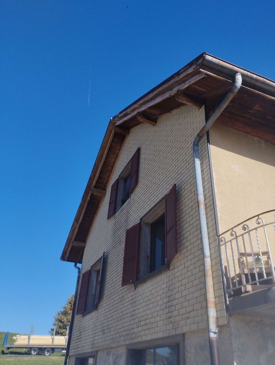 Relocate bees & remove bee nest