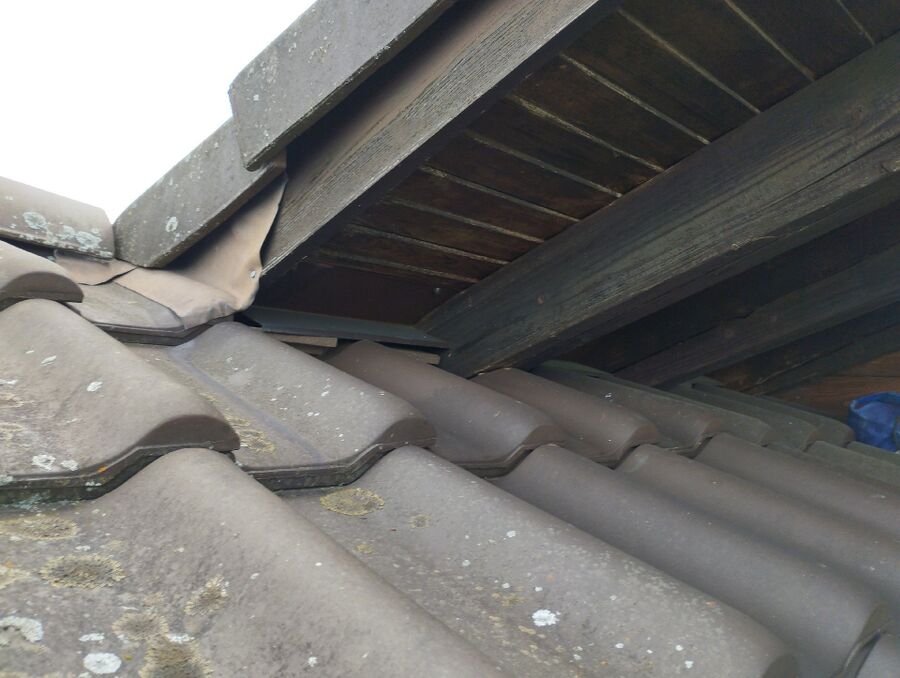 Relocate bees & remove bee nest