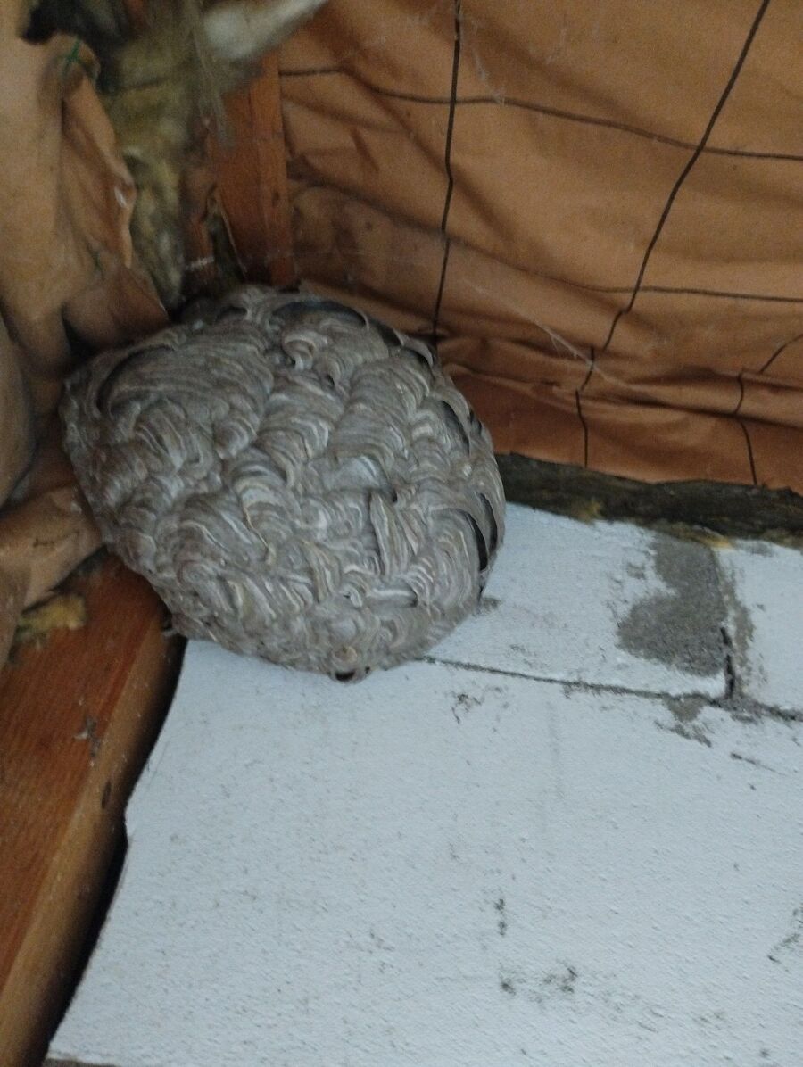 Bee nest at the house remove