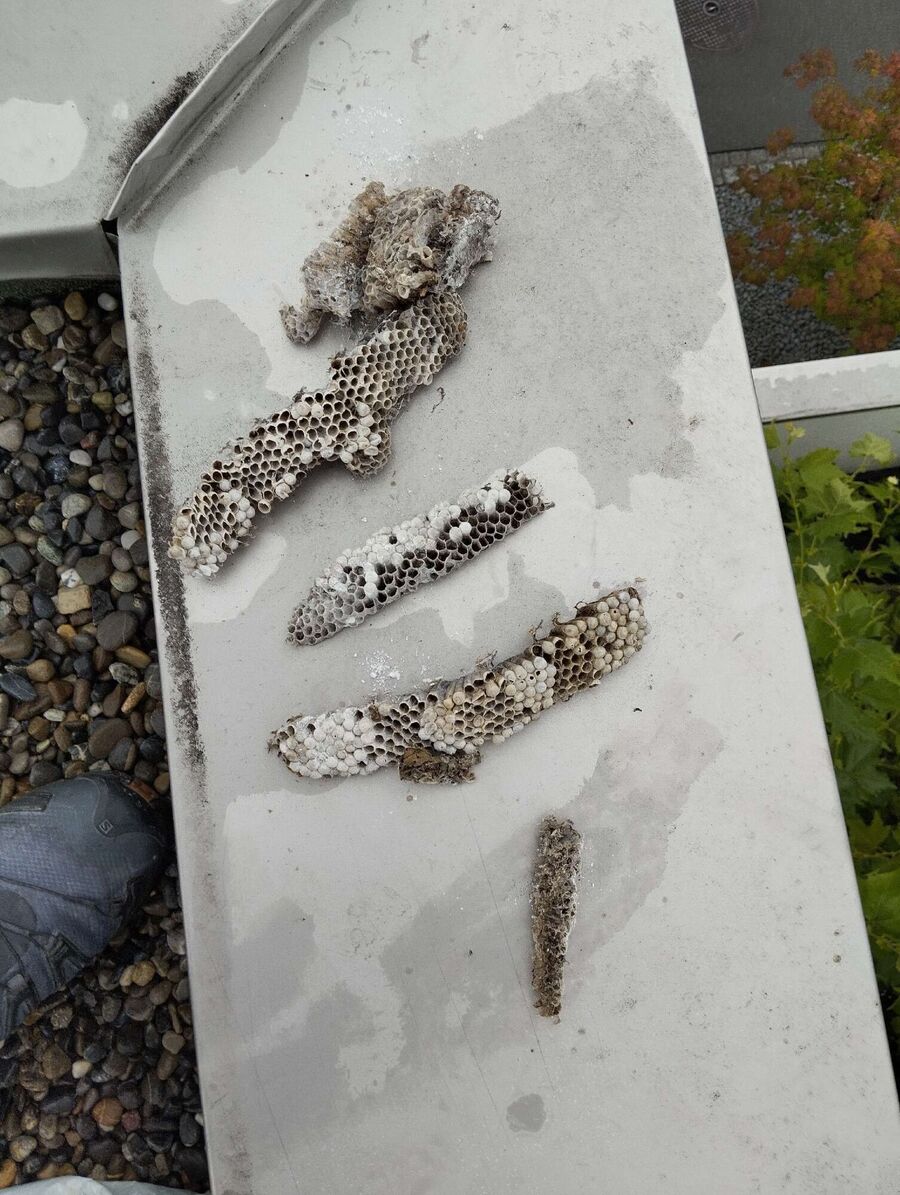 Bee nest at the house remove