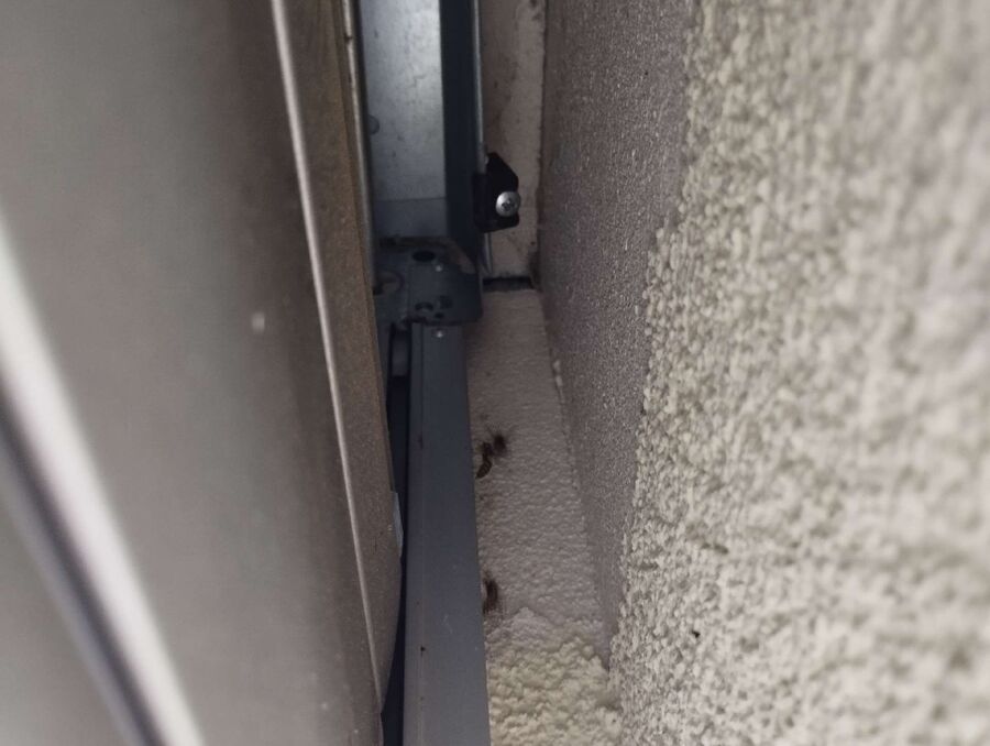 Relocate bees & remove bee nest