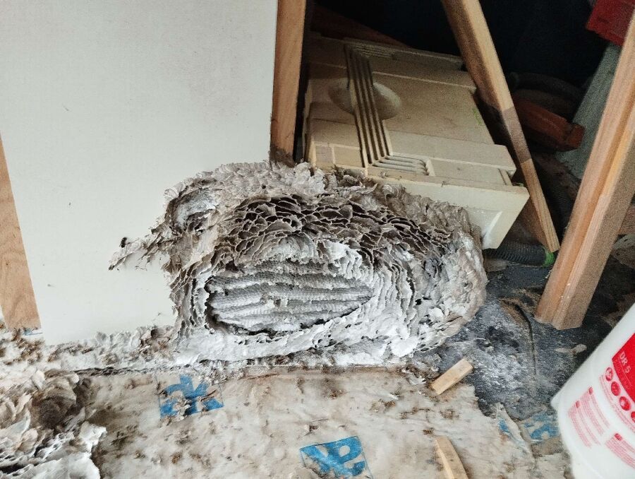 Bee nest at the house remove