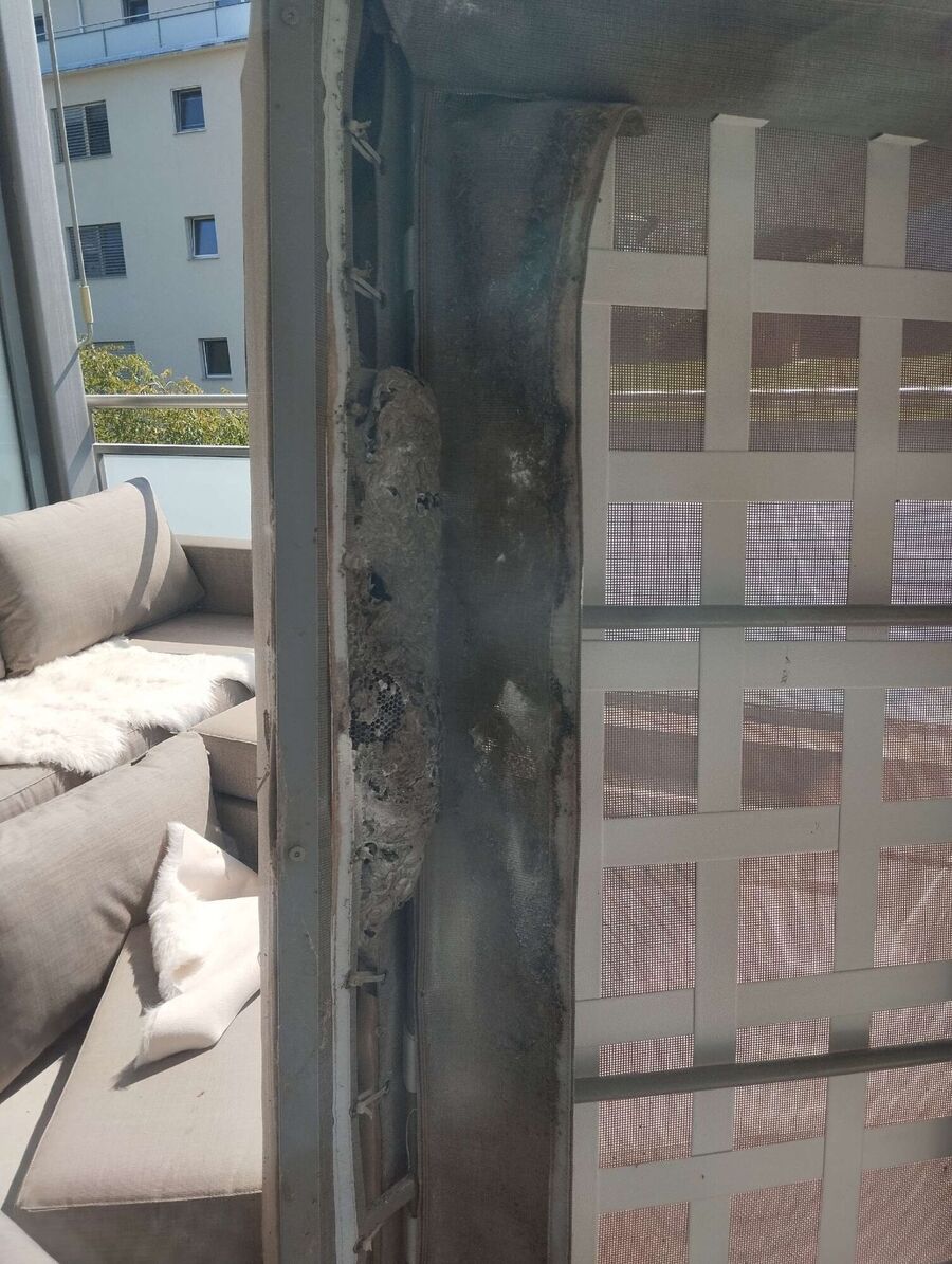 Relocate bees & remove bee nest