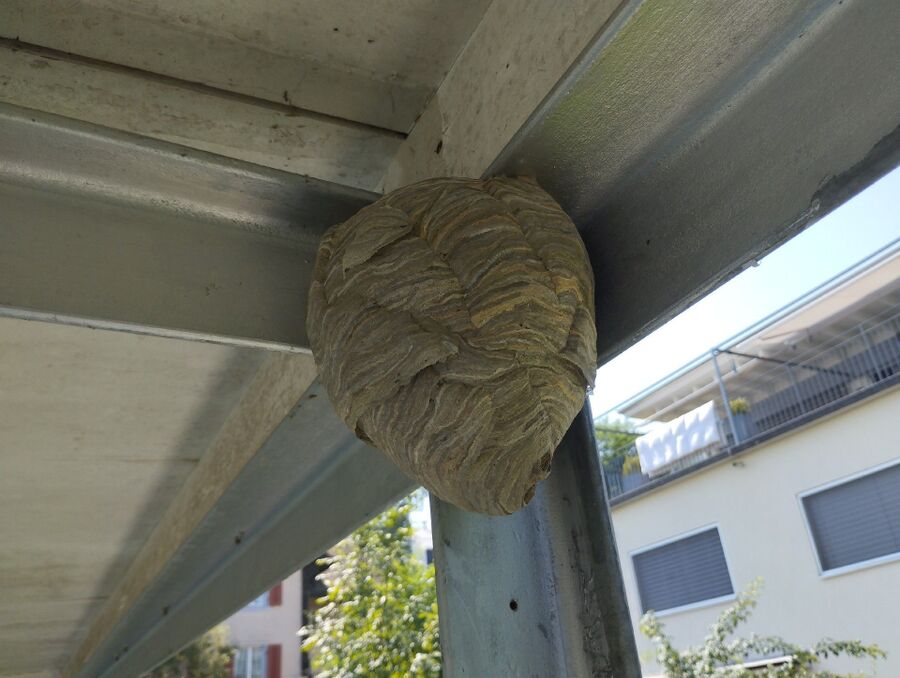Remove bee nest
