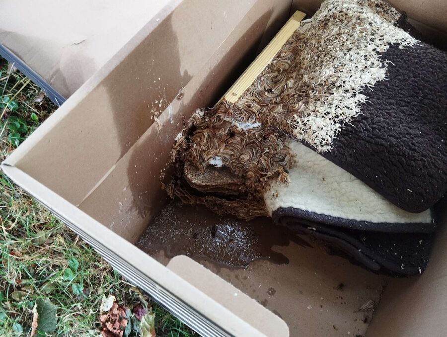 Bee nest at the house remove