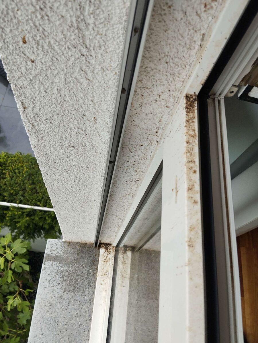 Bee nest at the house remove