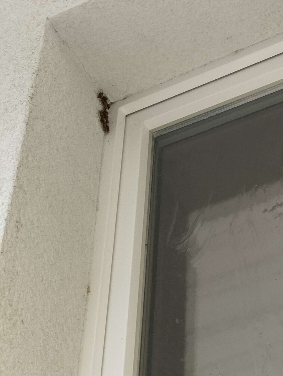 Relocate bees & remove bee nest