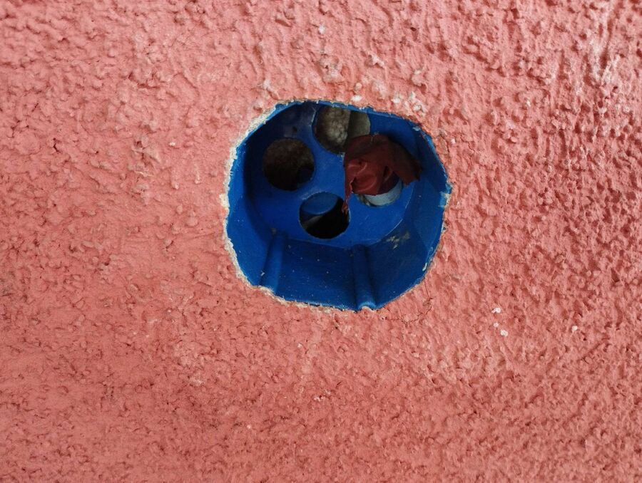 Relocate bees & remove bee nest