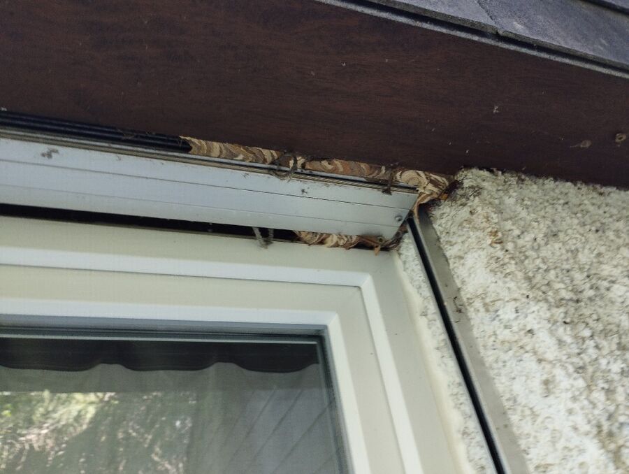 Bee nest at the house remove