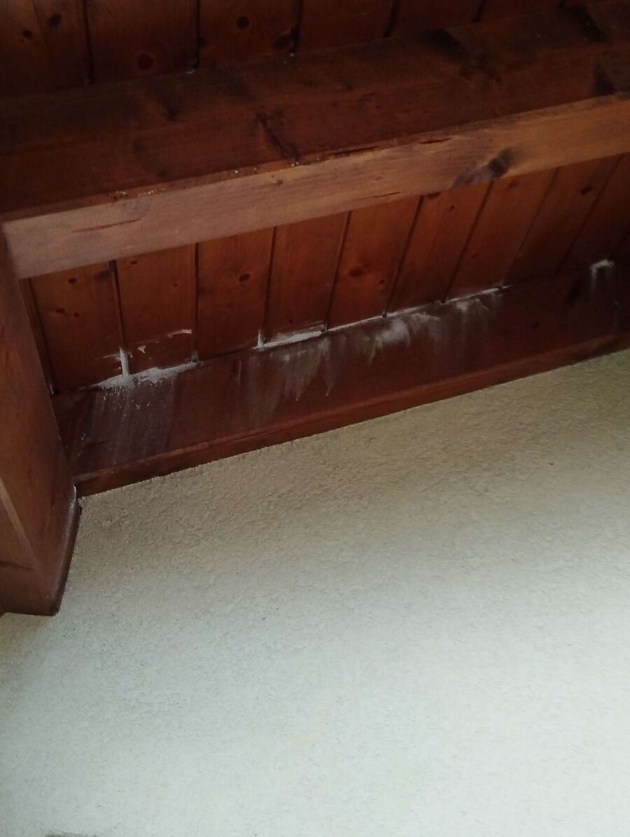 Relocate bees & remove bee nest