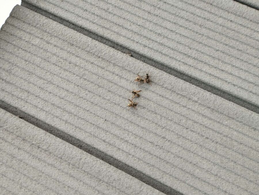 Relocate bees & remove bee nest