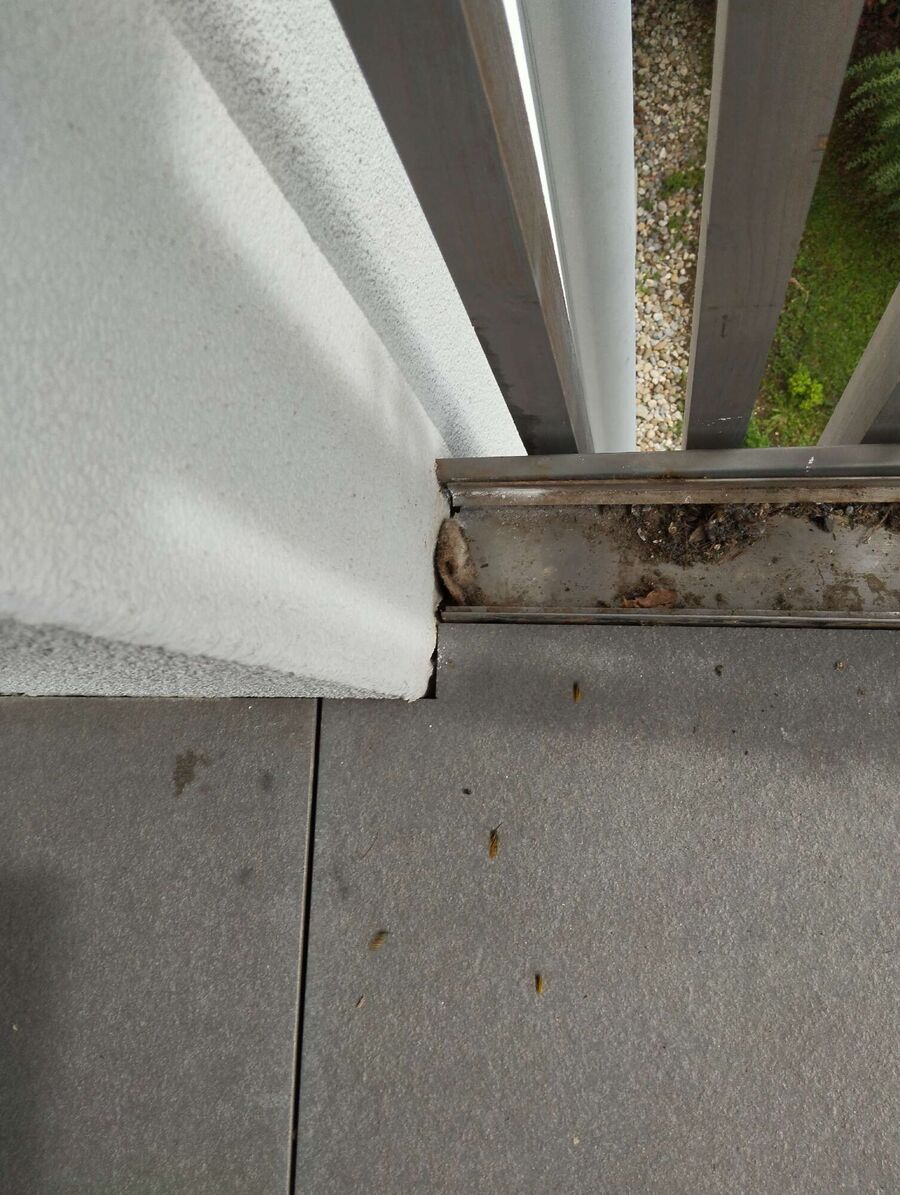 Relocate bees & remove bee nest