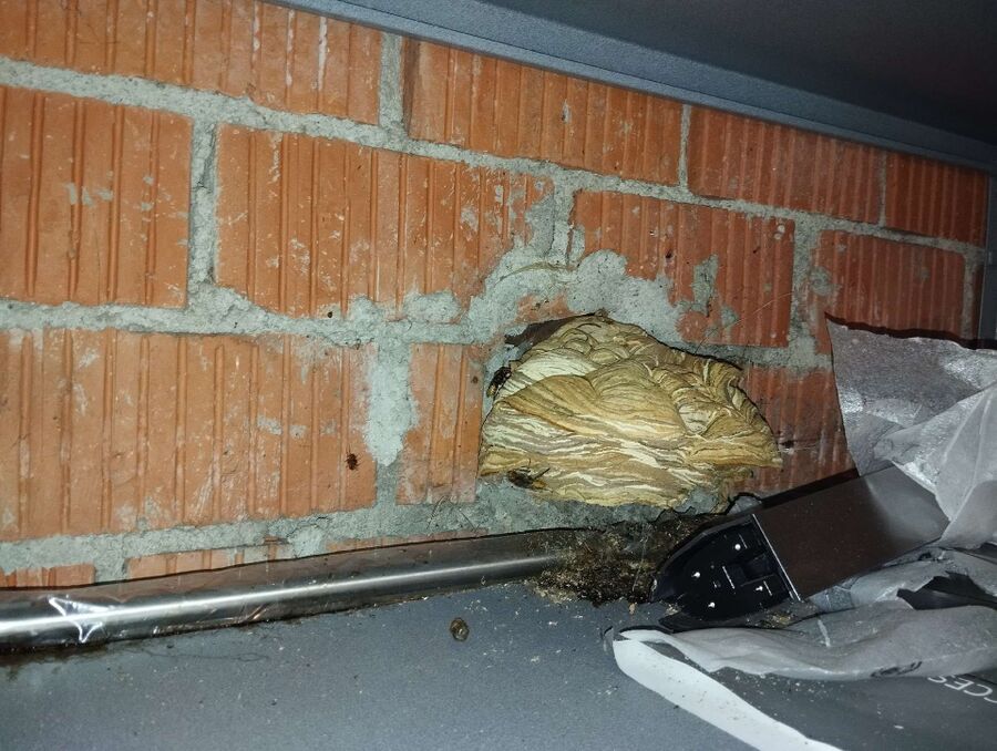 Bee nest at the house remove