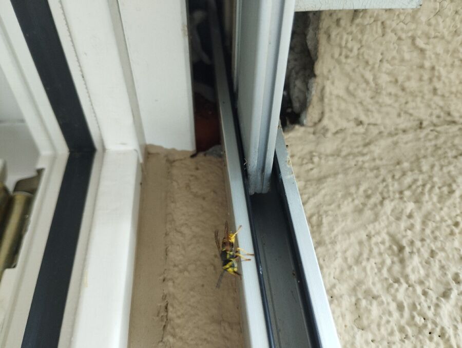 Relocate bees & remove bee nest