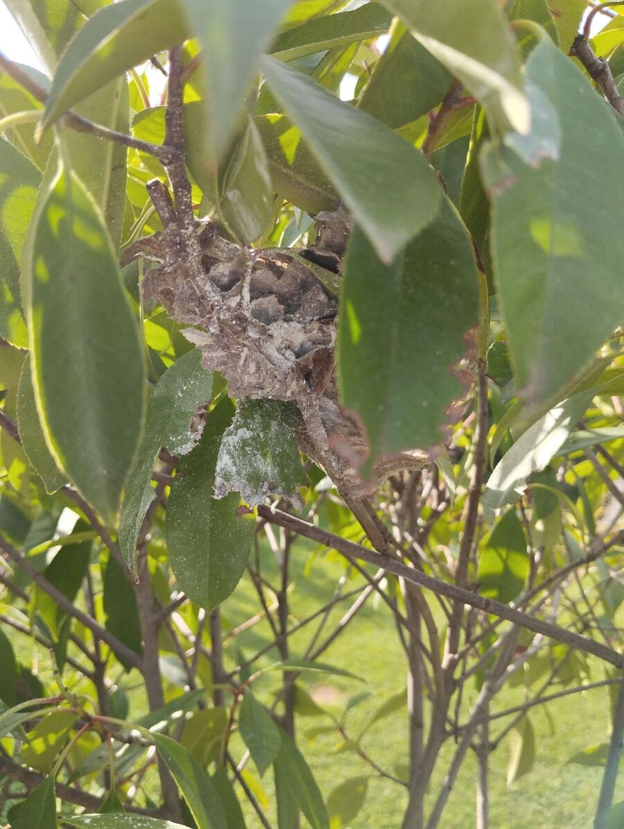 Relocate bees & remove bee nest