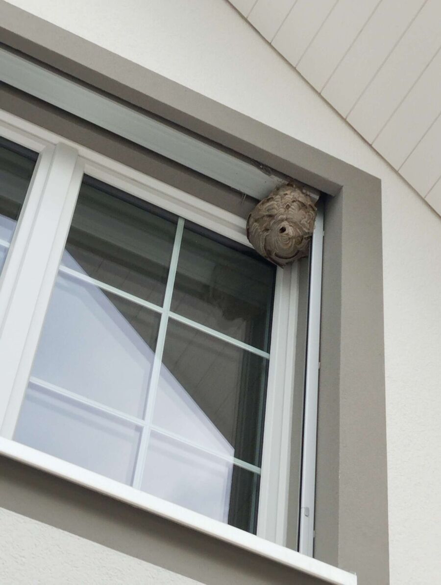 Bee nest at the house remove