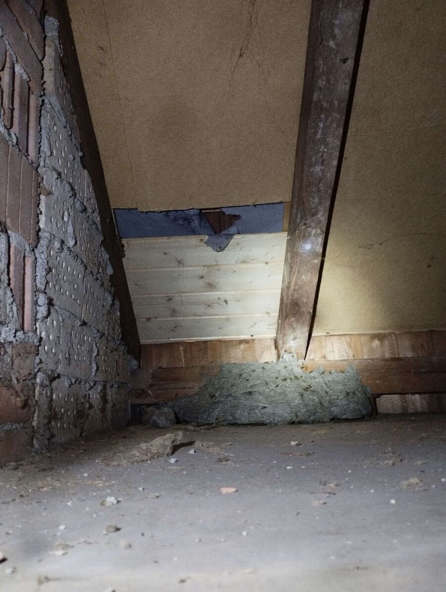 Relocate bees & remove bee nest