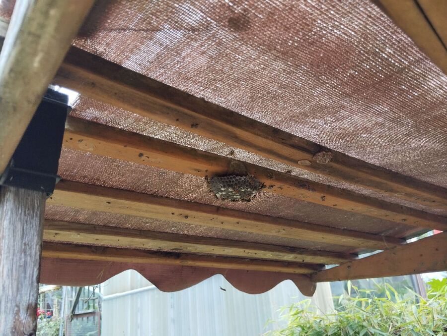 Relocate bees & remove bee nest