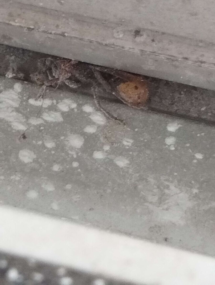 Relocate bees & remove bee nest