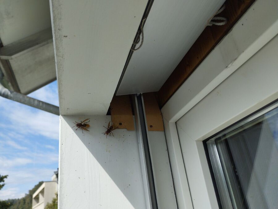 Bee nest at the house remove