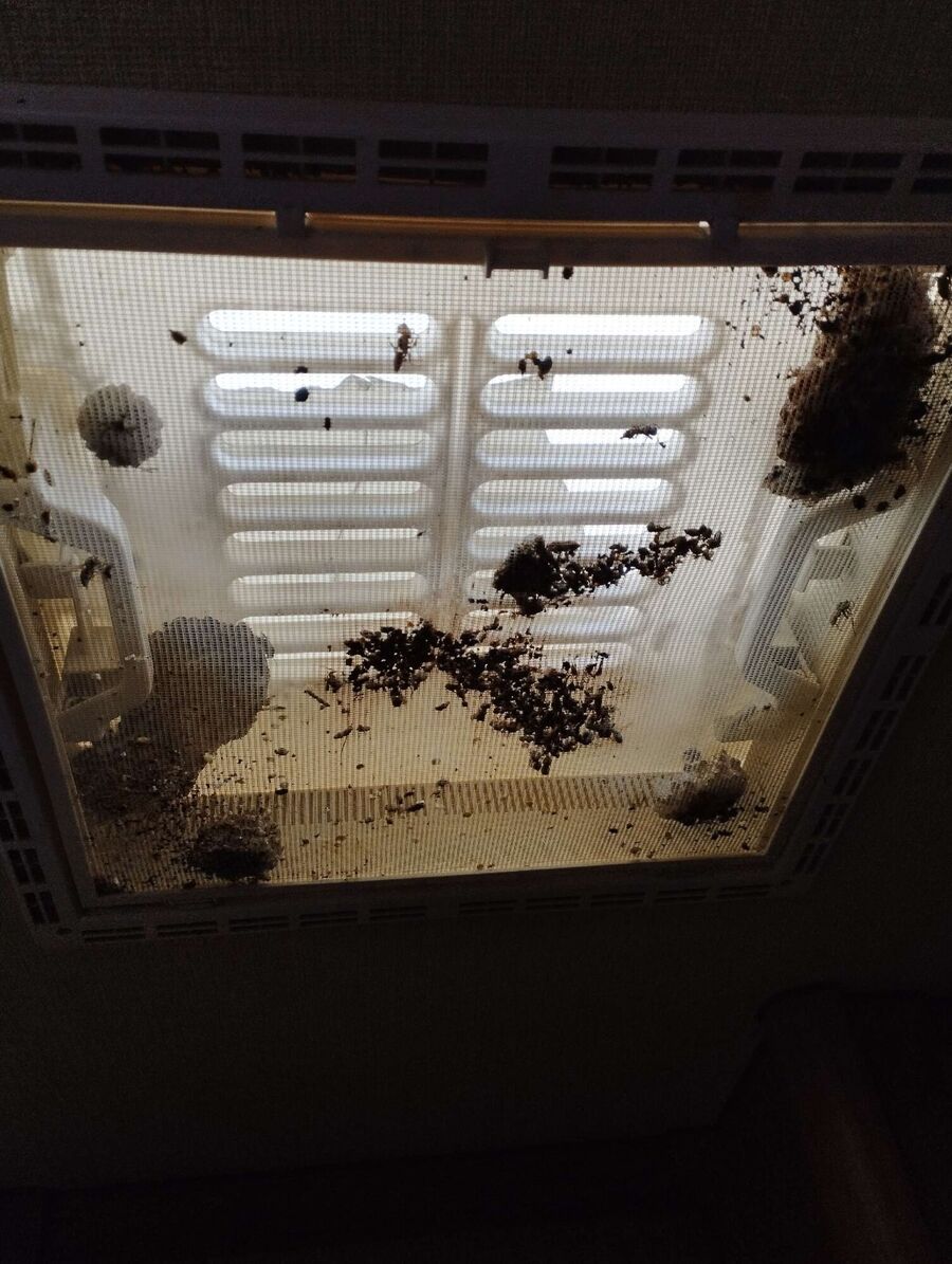 Bee nest at the house remove