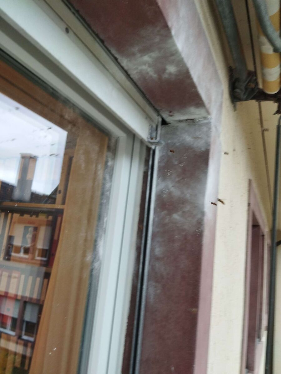 Relocate bees & remove bee nest