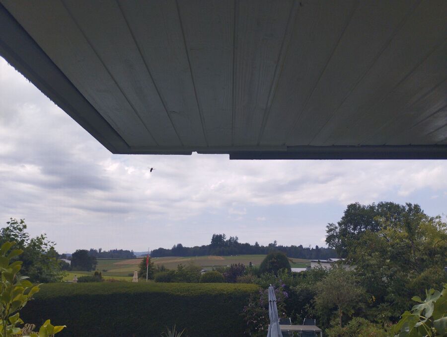 Bee nest at the house remove