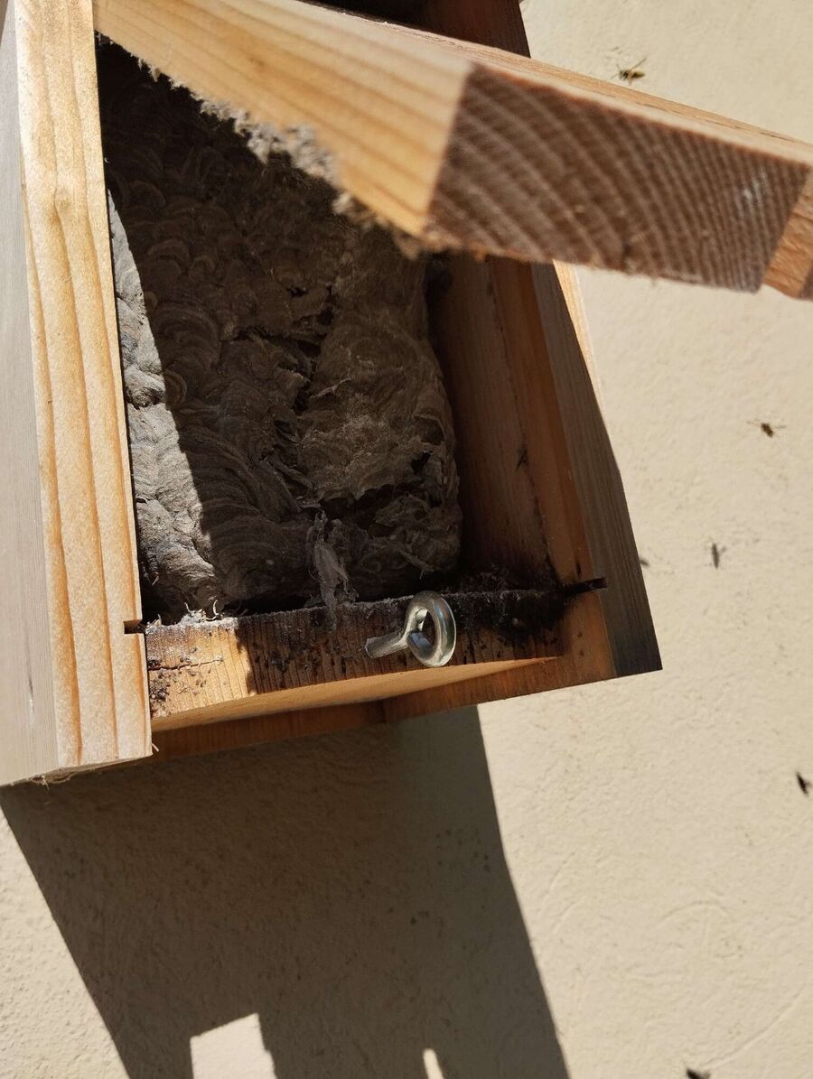 Remove bee nest