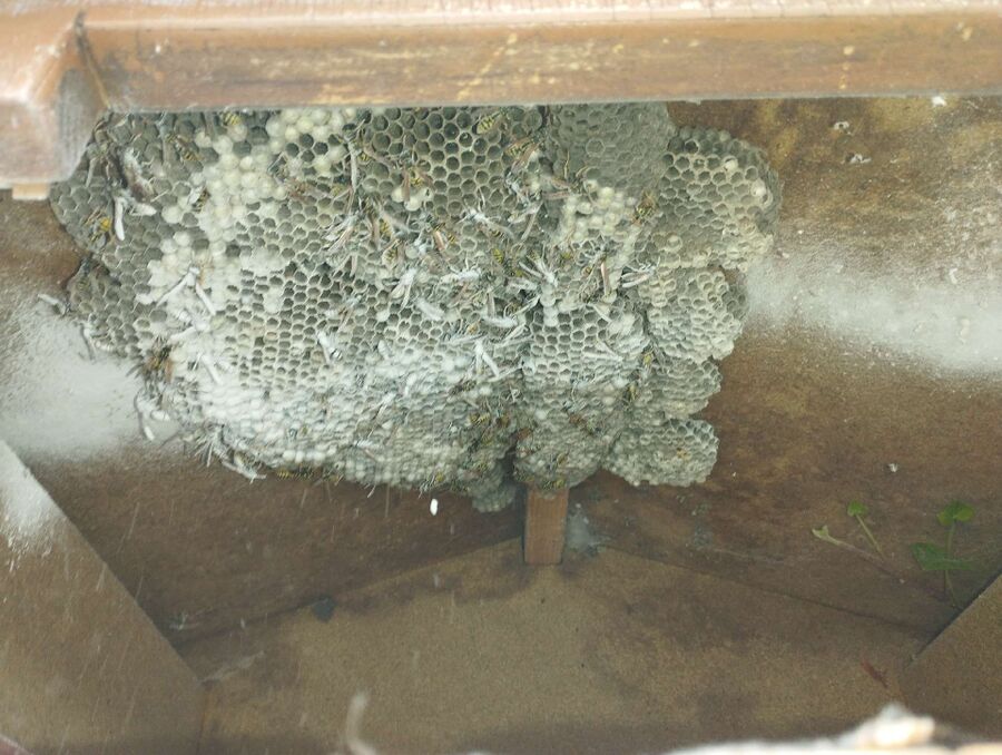 Bee nest at the house remove