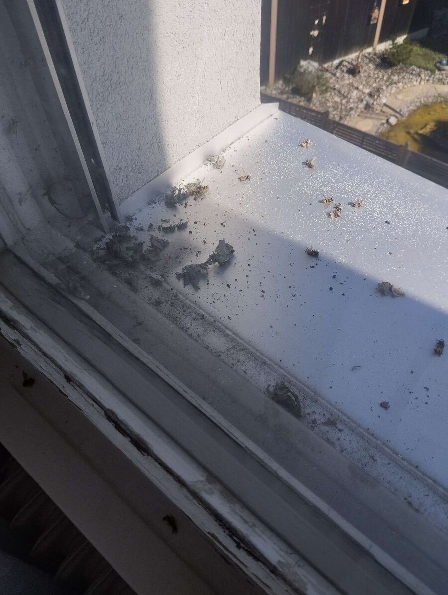 Relocate bees & remove bee nest