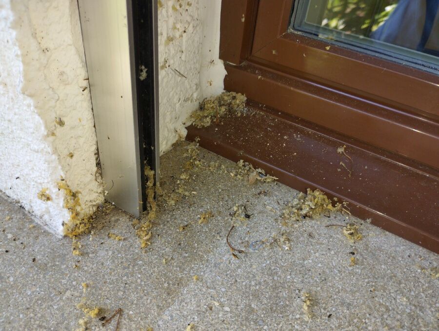 Relocate bees & remove bee nest