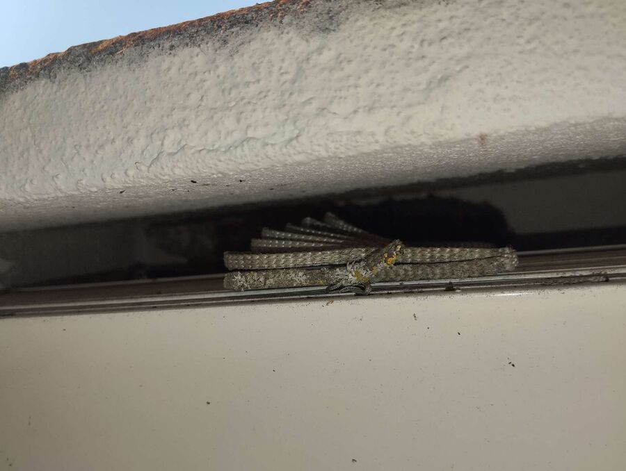 Bee nest at the house remove