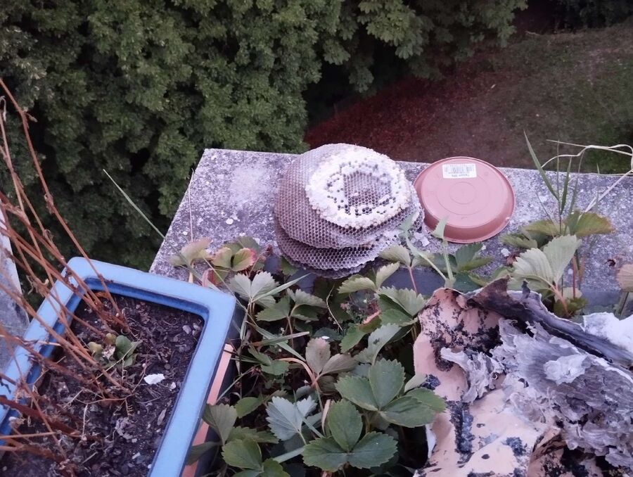 Bee nest at the house remove