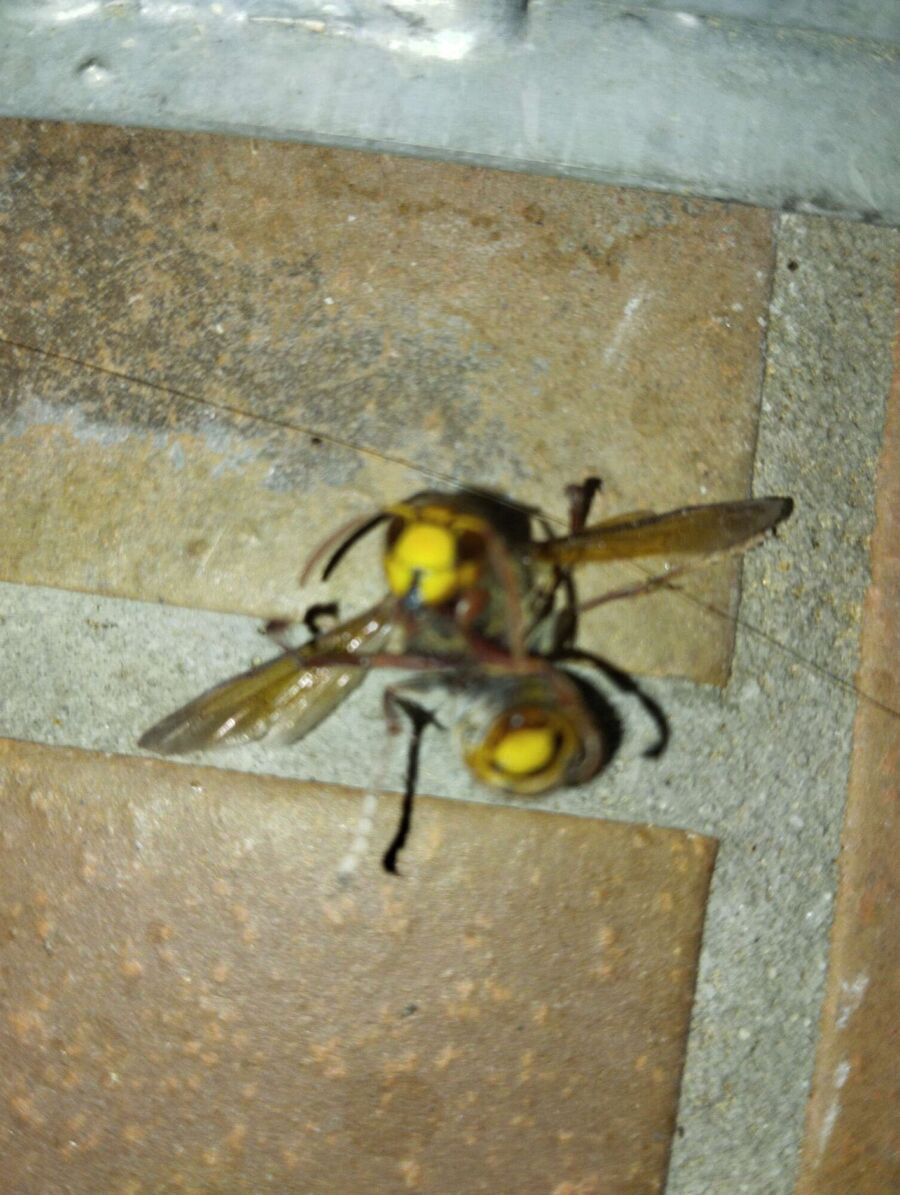 Relocate bees & remove bee nest