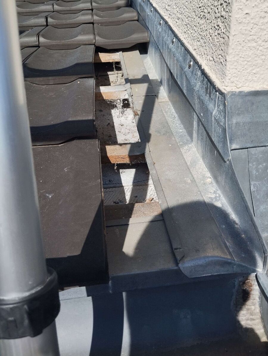 Relocate bees & remove bee nest