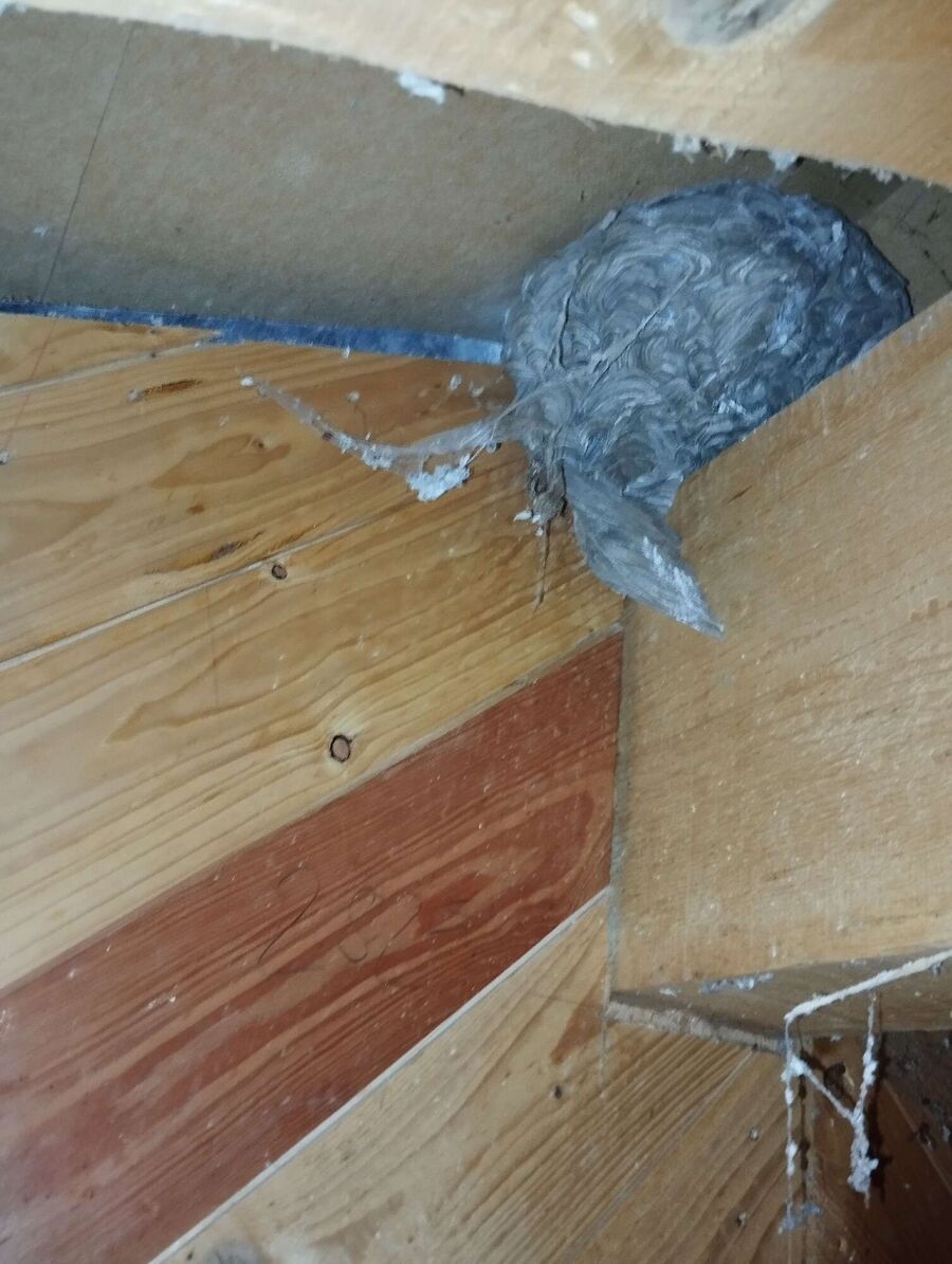 Bee nest at the house remove