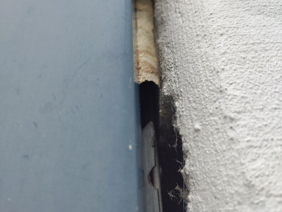 Relocate bees & remove bee nest