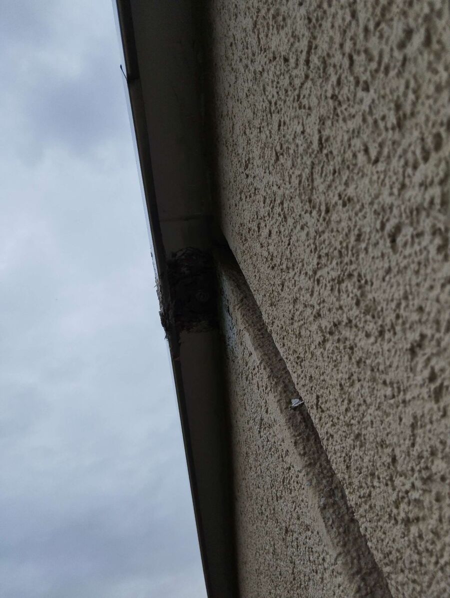 Bee nest at the house remove