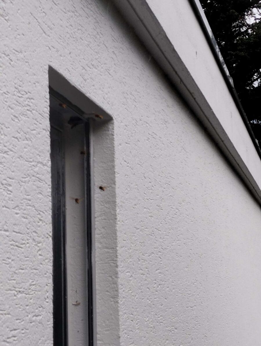 Bee nest at the house remove