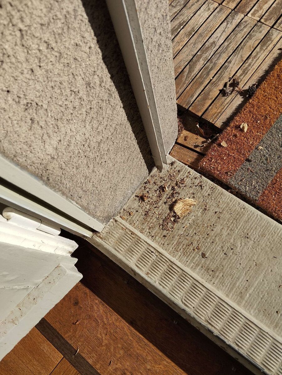 Bee nest at the house remove