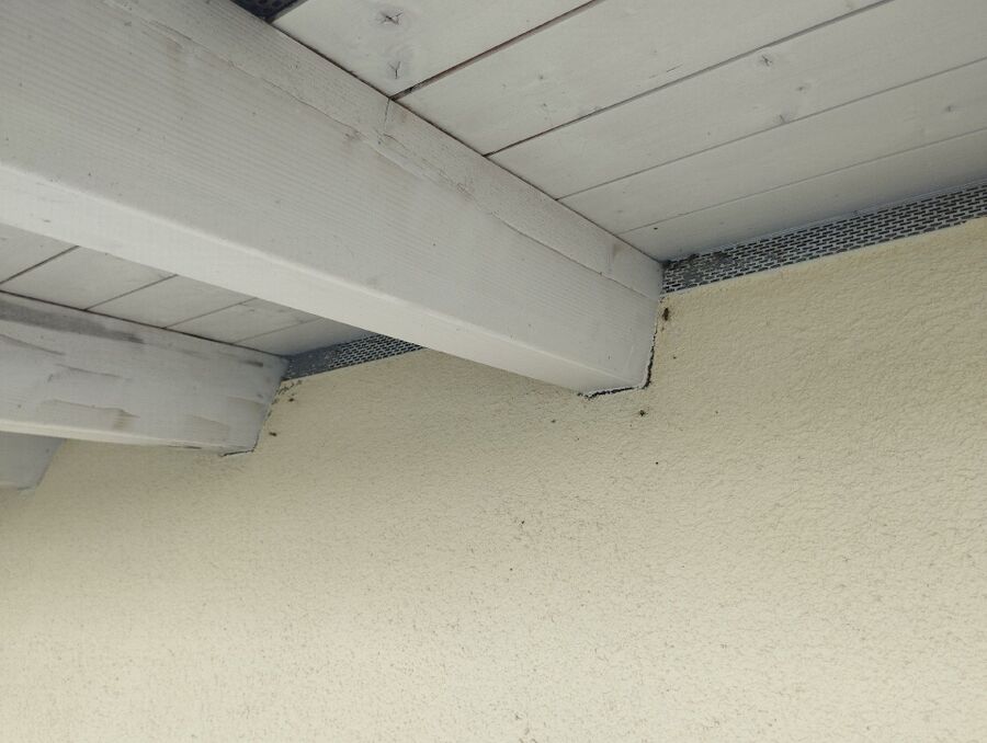 Bee nest at the house remove