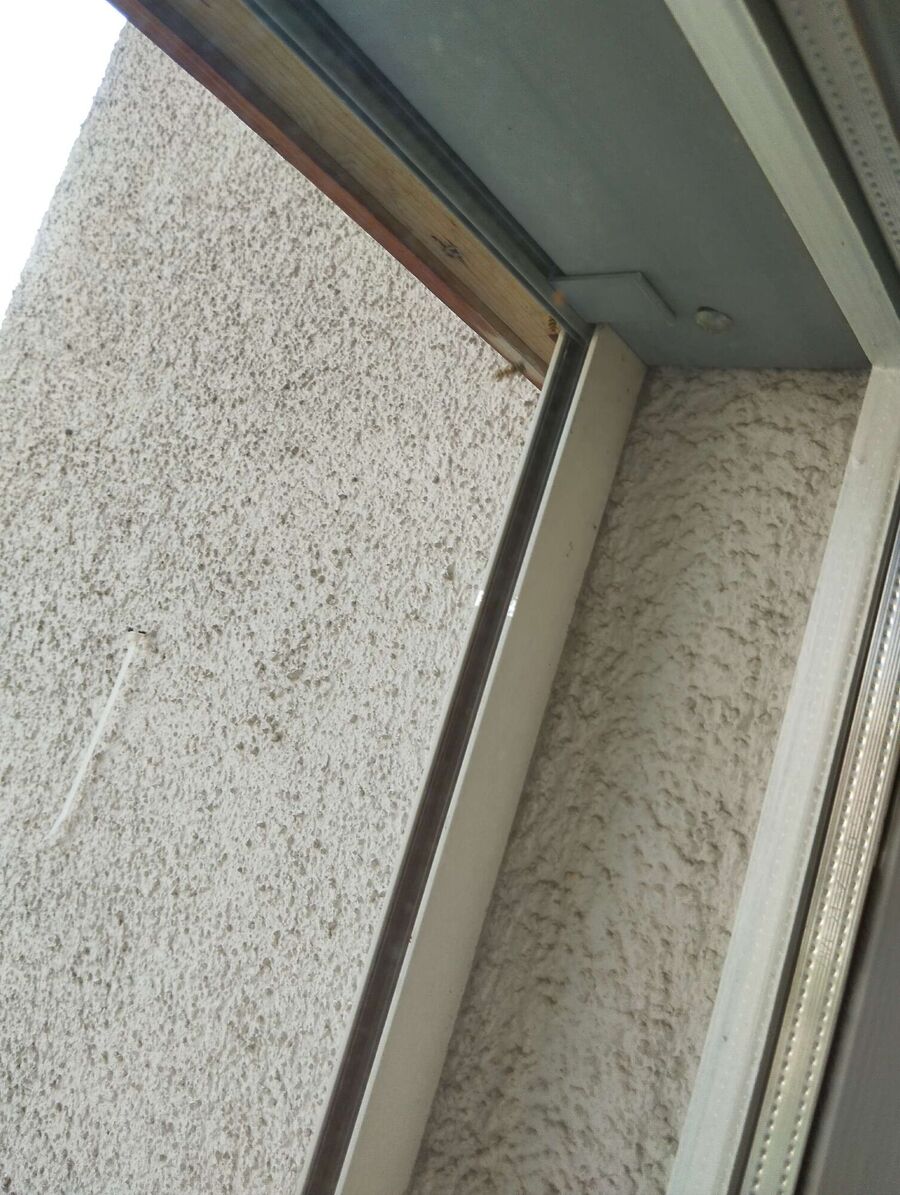 Relocate bees & remove bee nest