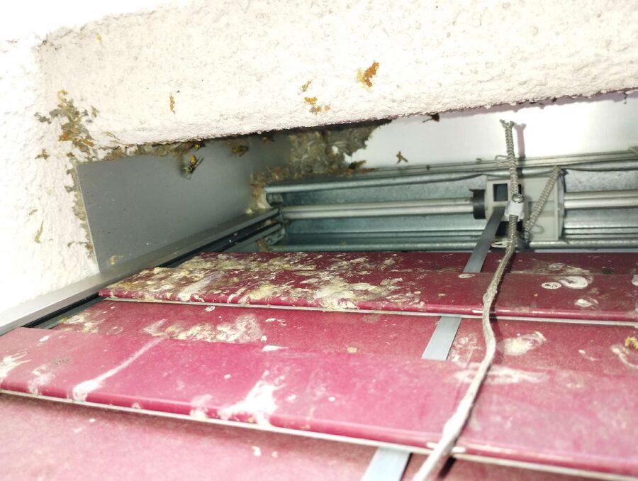 Bee nest at the house remove