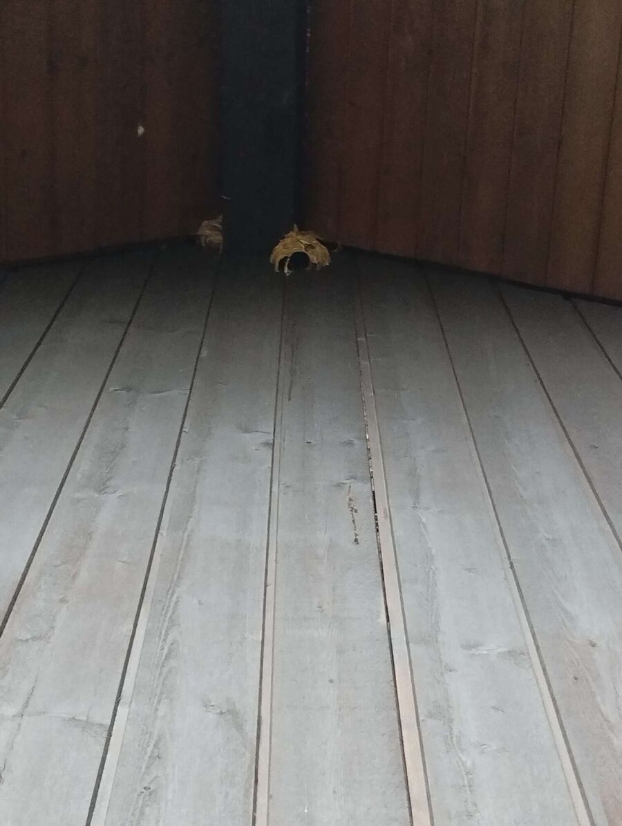 Relocate bees & remove bee nest